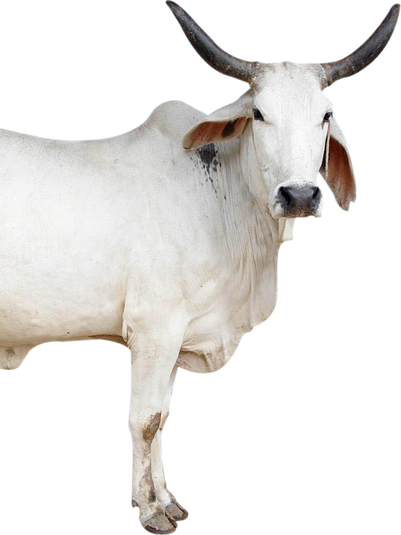 cow